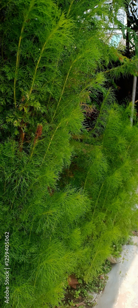 Naklejka premium Like green forest in the morning