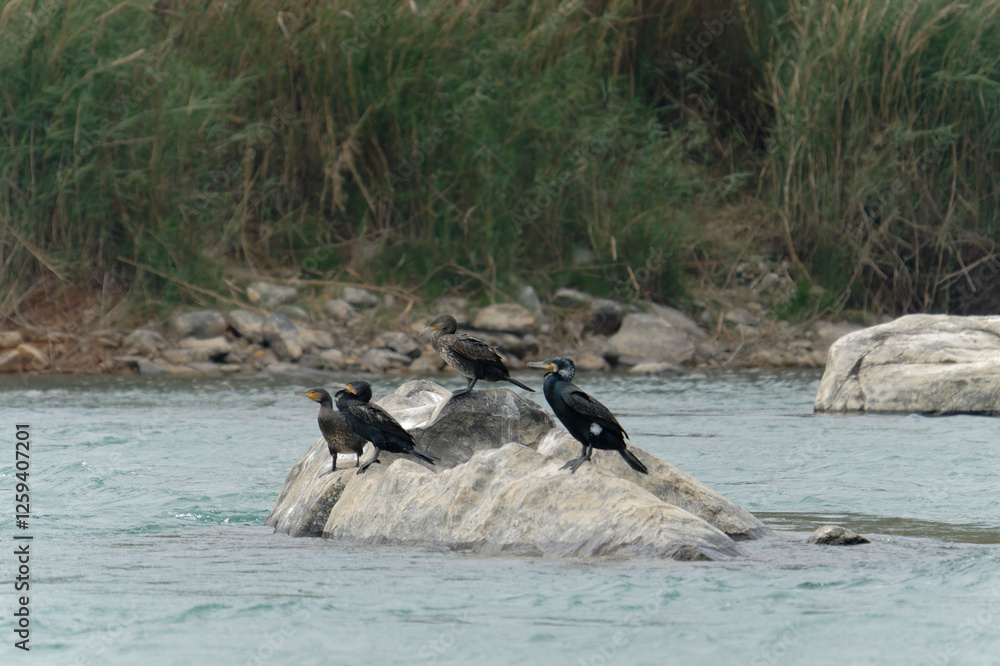 Fototapeta premium Cormorants on the river