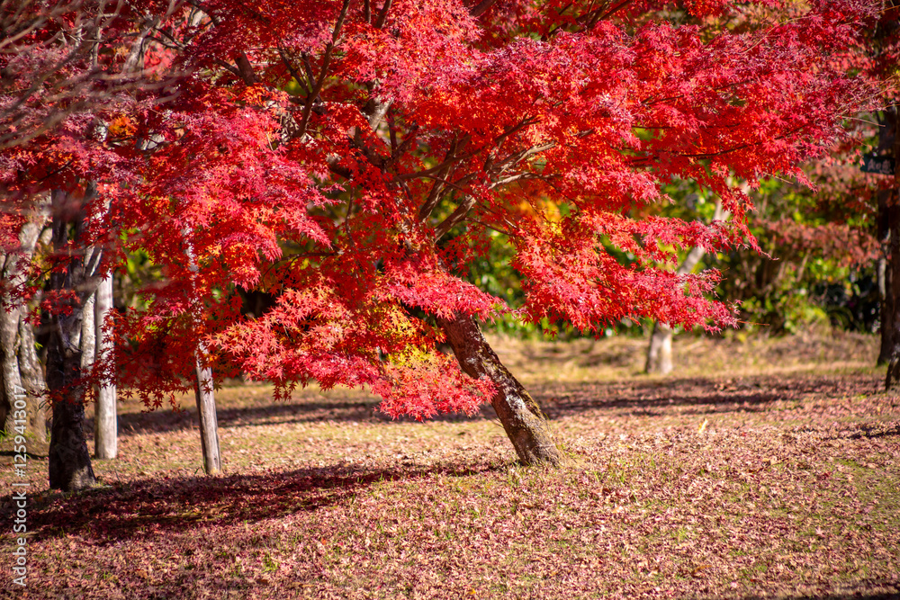 紅葉