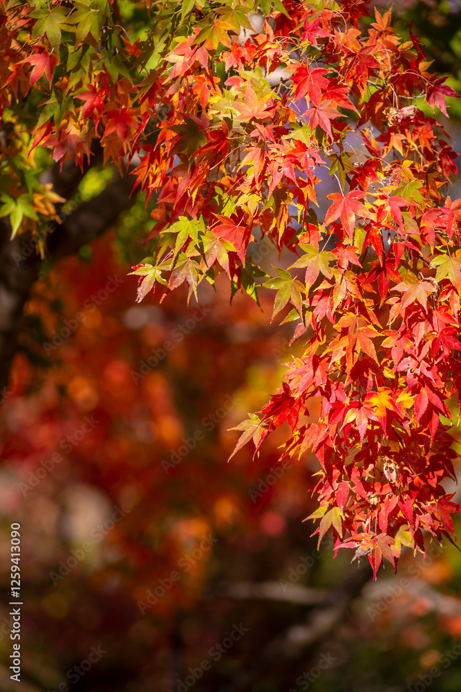 紅葉