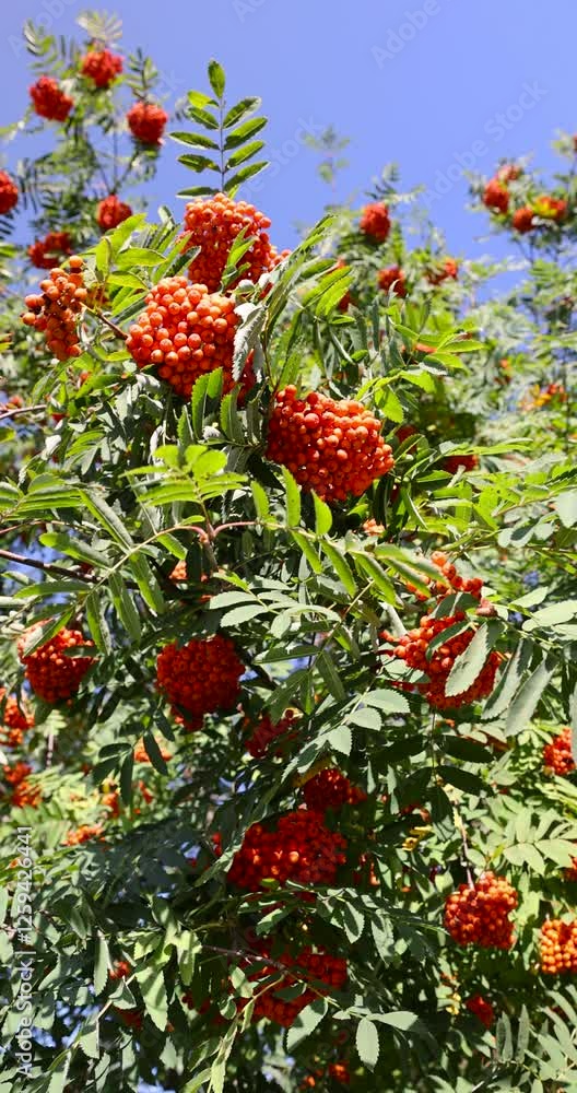 deciduous rowan trees with red berries in the park at the end of summer, the color change of rowan foliage with red berries on the branches before autumn , sunny weather in the park deciduous rowan trees with red berries in the park at the end of summer, the color change of rowan foliage with red berries on the branches before autumn , sunny weather in the park