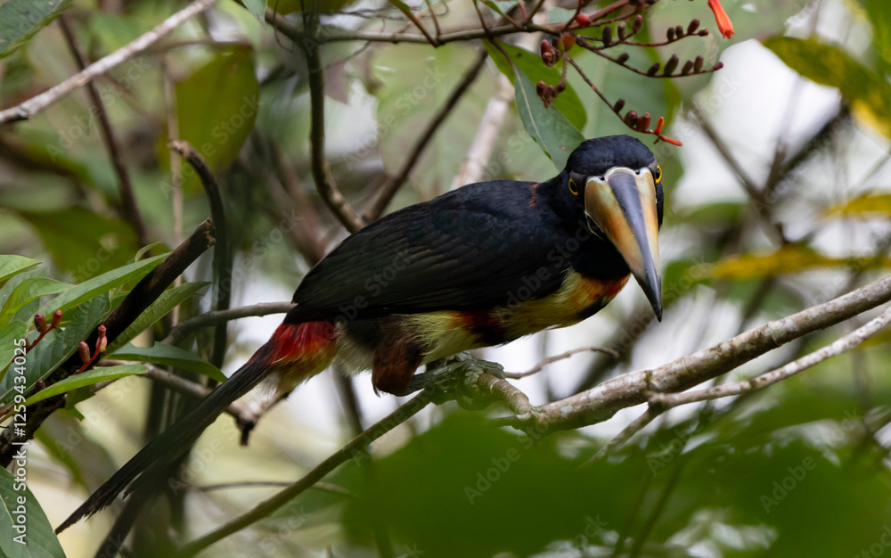 Obraz premium toucan on a branch