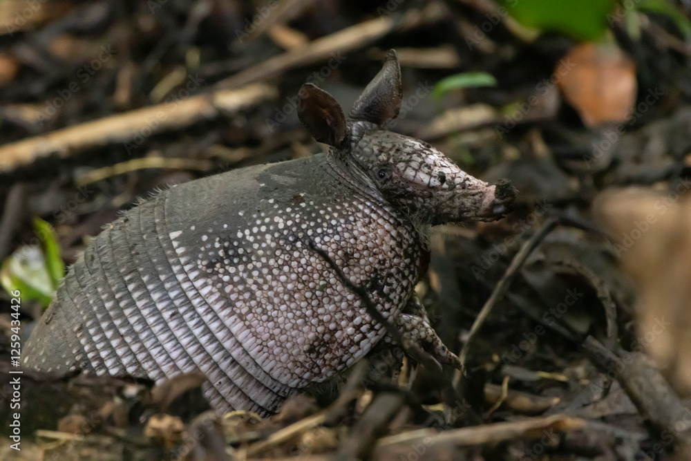 Nine banded armadillo Nine banded armadillo