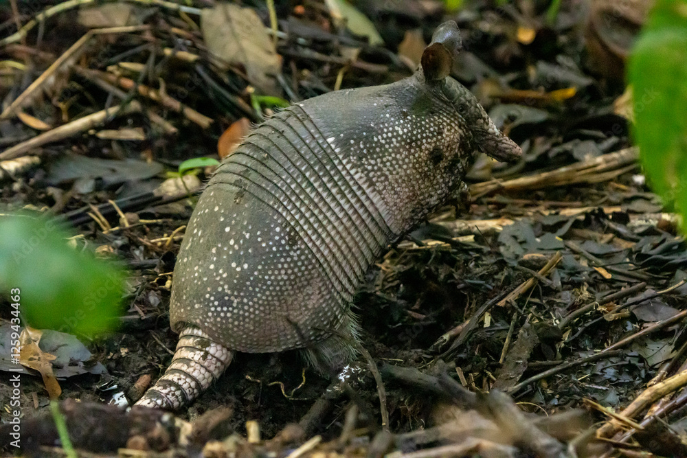 Fototapeta premium Nine banded armadillo