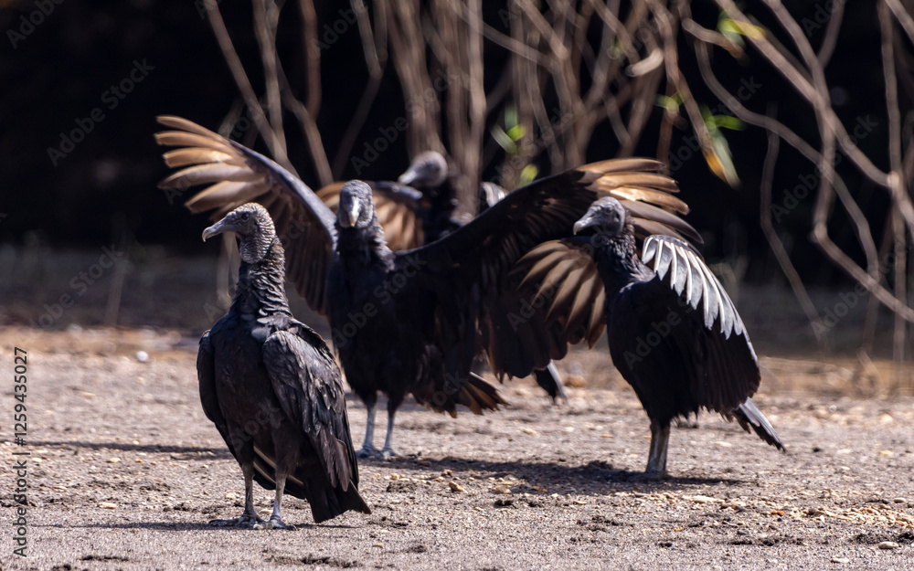 Obraz premium American black vultures