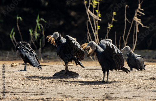 American black vultures photo