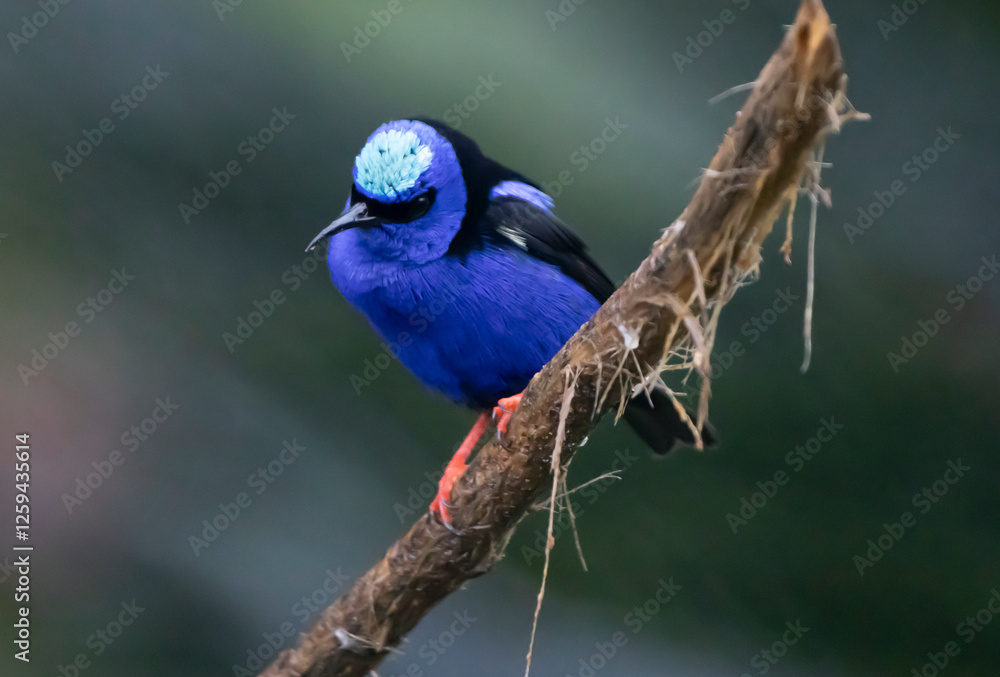 Fototapeta premium Honeycreeper