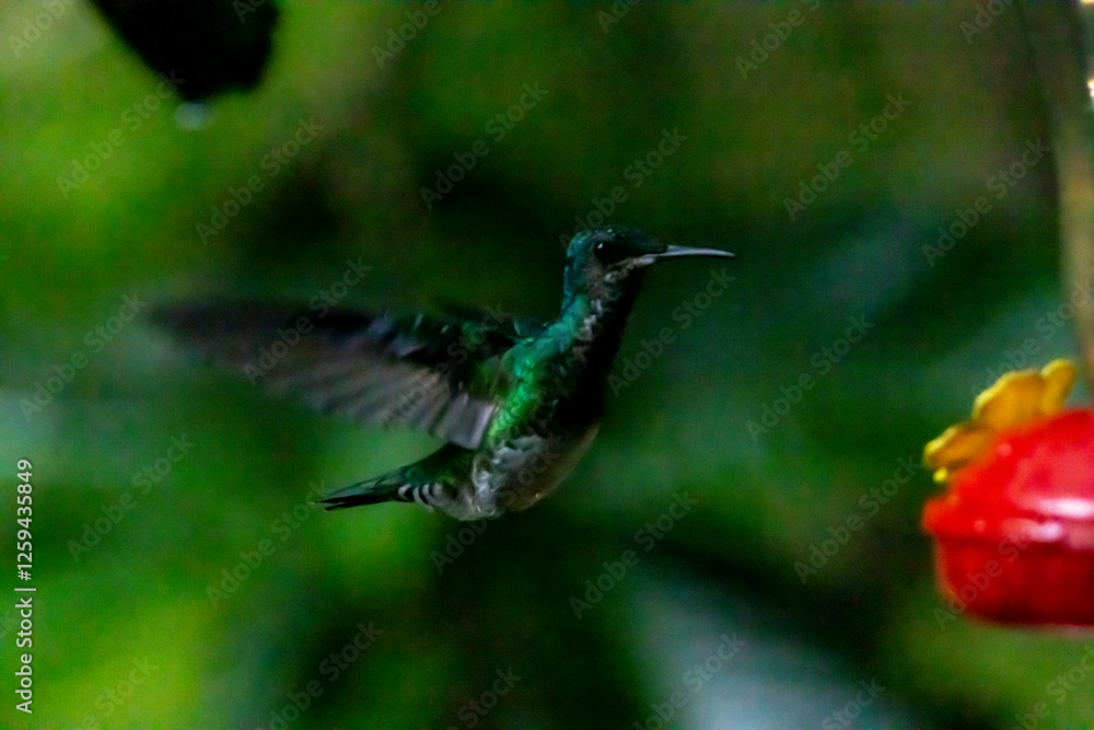 Fototapeta premium hummingbird in flight