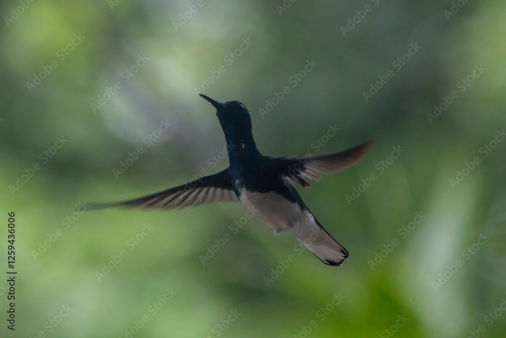 Fototapeta premium hummingbird in flight