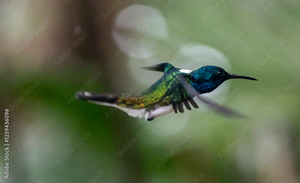 Obraz premium hummingbird in flight