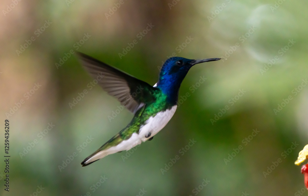 Fototapeta premium hummingbird in flight