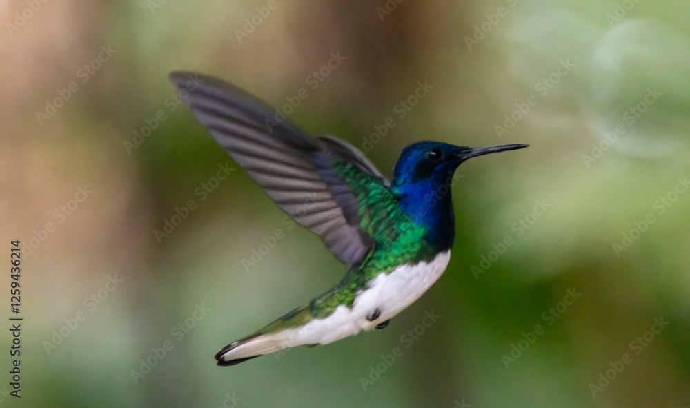 Obraz premium hummingbird in flight