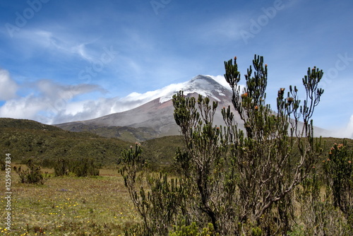 Cotopaxi Volcano erupting with a small ash plume, framed by Chuquiraga jussieui flowers, in Cotopaxi National Park, outside of Machachi, Ecuador photo