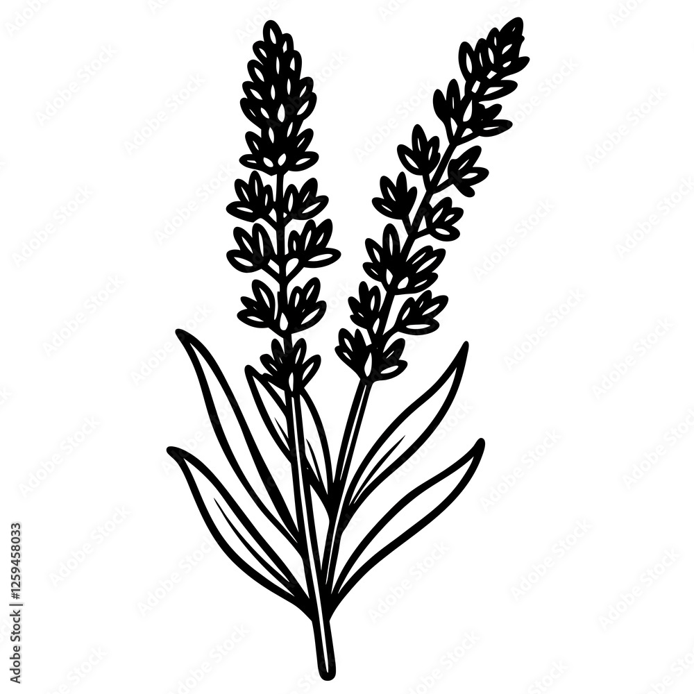 Obraz premium Lavender flowers.