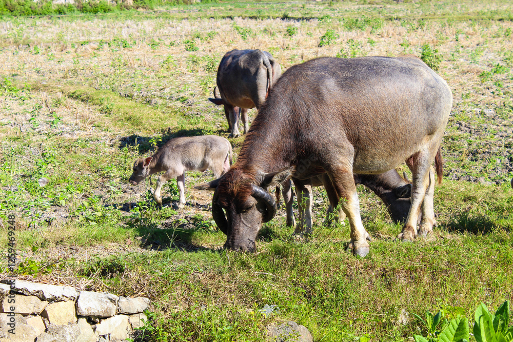 Three cows are grazing in a field Three cows are grazing in a field