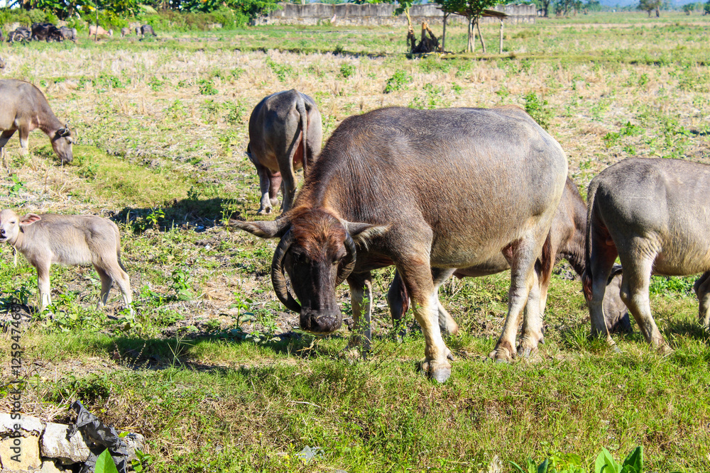 Herd of cows are grazing in a field Herd of cows are grazing in a field