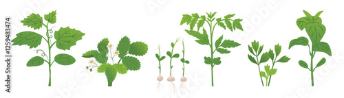 Shoots of different garden plants. Seedlings for the vegetable garden. Farm plantings. Vector illustration isolated on a transparent background.