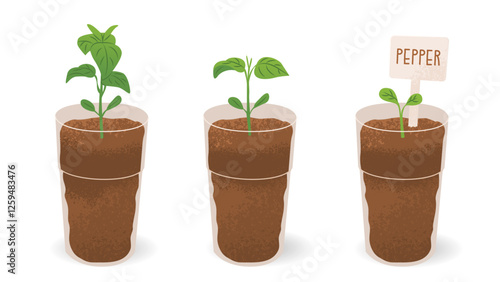 Pepper shoots in cups with soil and a sign. Seedlings for the garden. Farm plantings. Home gardening. Growing vegetables and garden plants. Vector illustration isolated on a transparent background.