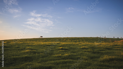 sunset in the cow field