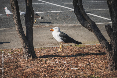 seagull on the pier