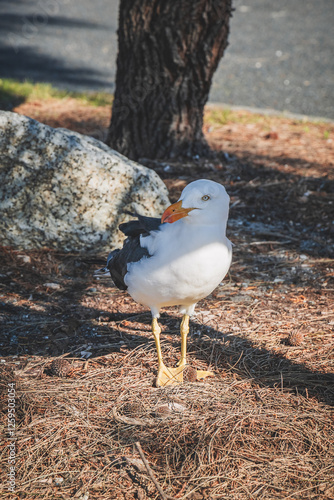 seagull on a rock