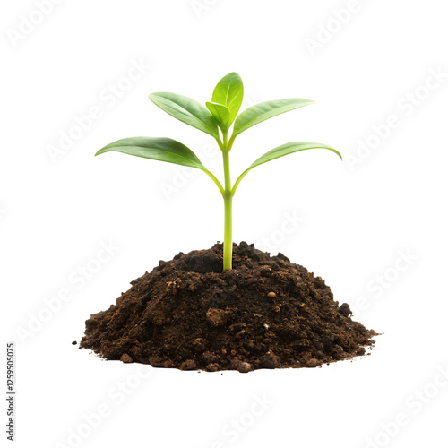Wallpaper Mural Growing Young Plant in Soil isolated on a transparent background, in a PNG format Torontodigital.ca