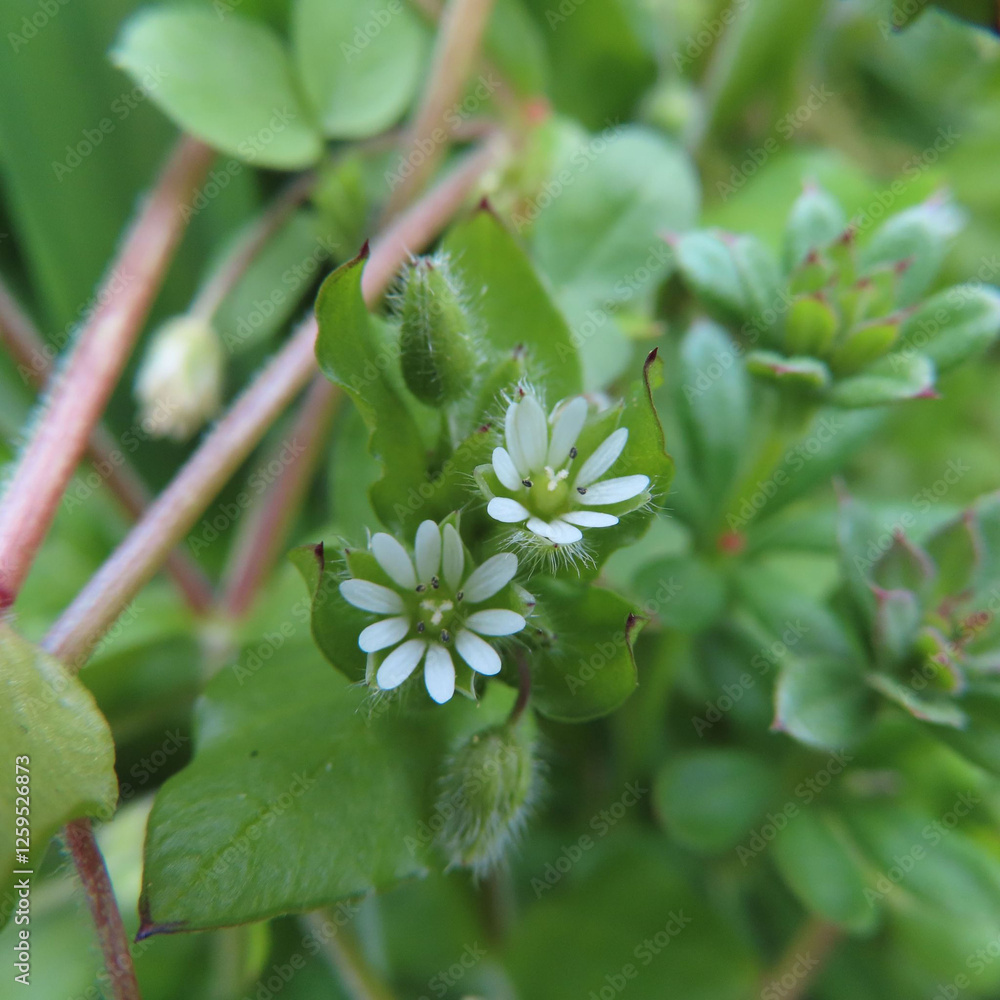 Obraz premium 日本で早春にハコベが白い花を咲かせています