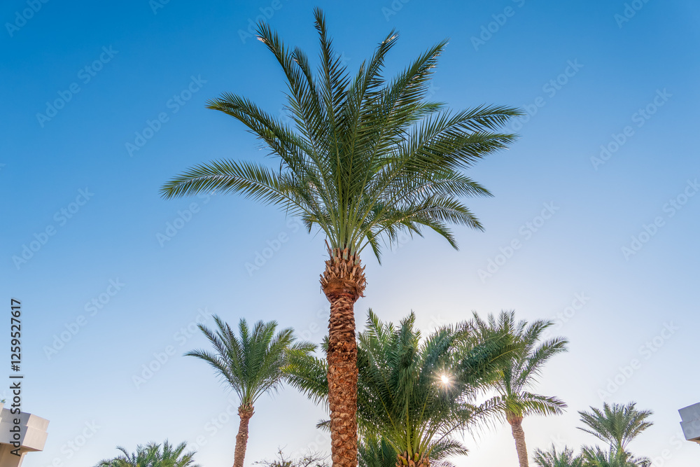 Palm tree with green leaves on blue background Palm tree with green leaves on blue background