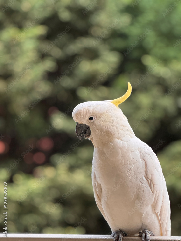 close up of sulphur-crested cockatoo bird looking at camera standing alone against green leaf background in Sydney, Australia close up of sulphur-crested cockatoo bird looking at camera standing alone against green leaf background in Sydney, Australia