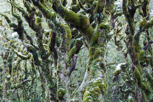 Mossy green rainforest with frost, Routebourn track, New Zealand photo