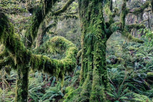 Mossy rainforest, Routebourn track, Fjordland National Park, New Zealand photo