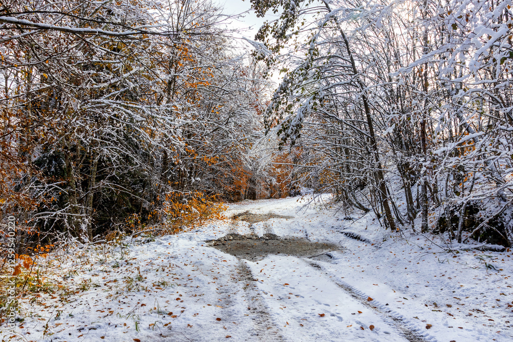 the first snowfall in the autumn forest in the wild, nature in this decoration with colors of autumn and winter the first snowfall in the autumn forest in the wild, nature in this decoration with colors of autumn and winter