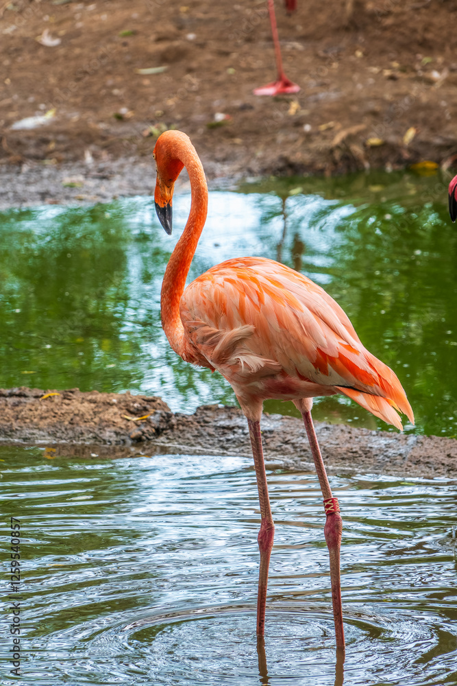The greater flamingo, Phoenicopterus roseus, standing in water on lake shore. The greater flamingo, Phoenicopterus roseus, standing in water on lake shore.