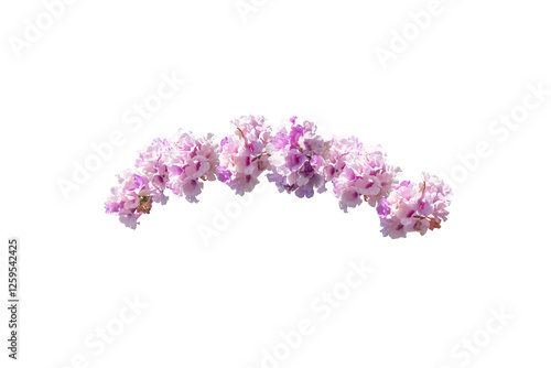 Purple flower isolated