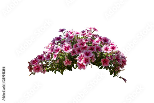 Pink flower bush isolated