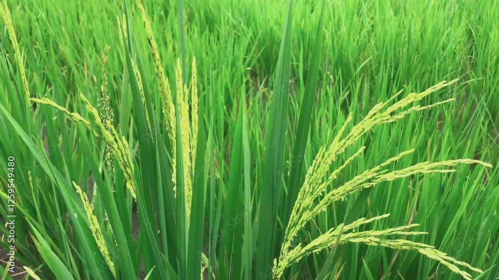 Rice plant in ricefield moves by wind, paddy rice growing crops perfectly. Scenery of rice fields agriculture background. Paddy rice plants and agricultural field backdrop. Rice field paddy footage. Rice plant in ricefield moves by wind, paddy rice growing crops perfectly. Scenery of rice fields agriculture background. Paddy rice plants and agricultural field backdrop. Rice field paddy footage.