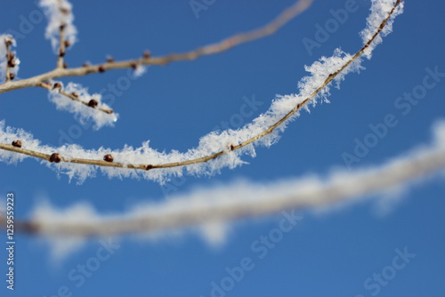 Winter's Delicate Lace