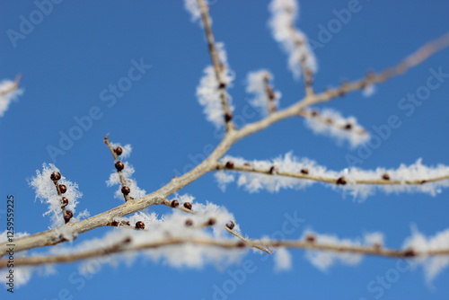 Winter's Delicate Lace