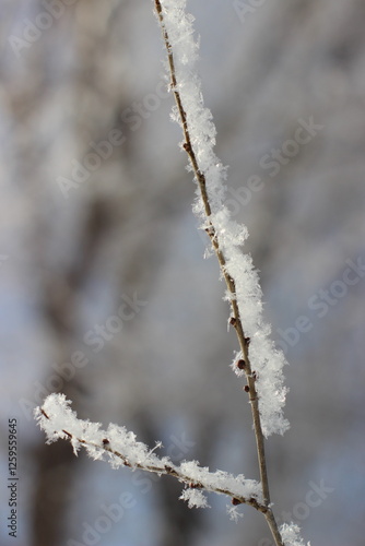 Winter's Delicate Lace