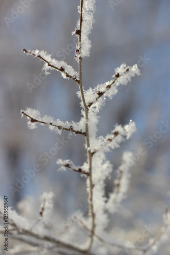 Winter's Delicate Lace