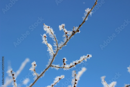 Winter's Delicate Lace