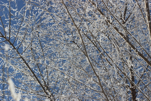 Winter's Delicate Lace