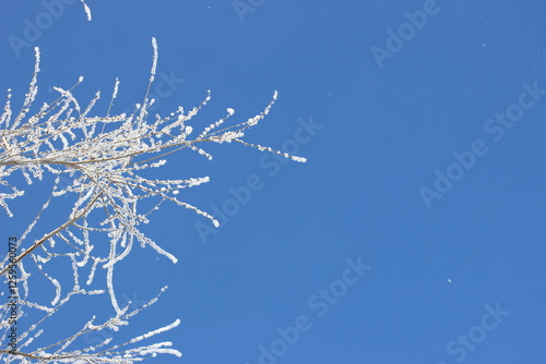 Winter's Delicate Lace