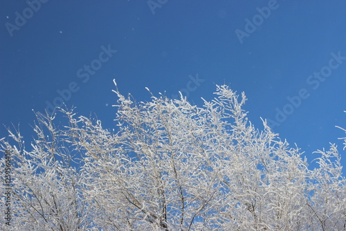Winter's Delicate Lace