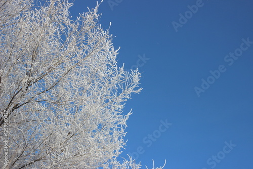 Winter's Delicate Lace