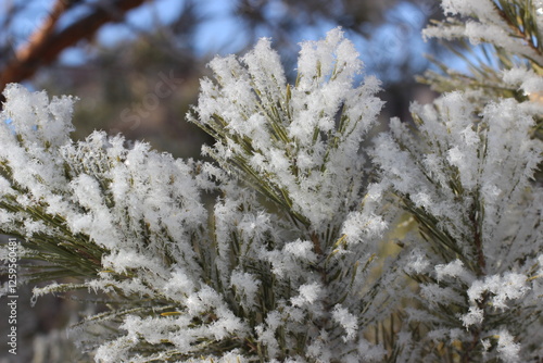 Winter's Delicate Lace
