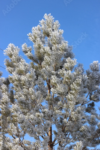 Winter's Delicate Lace