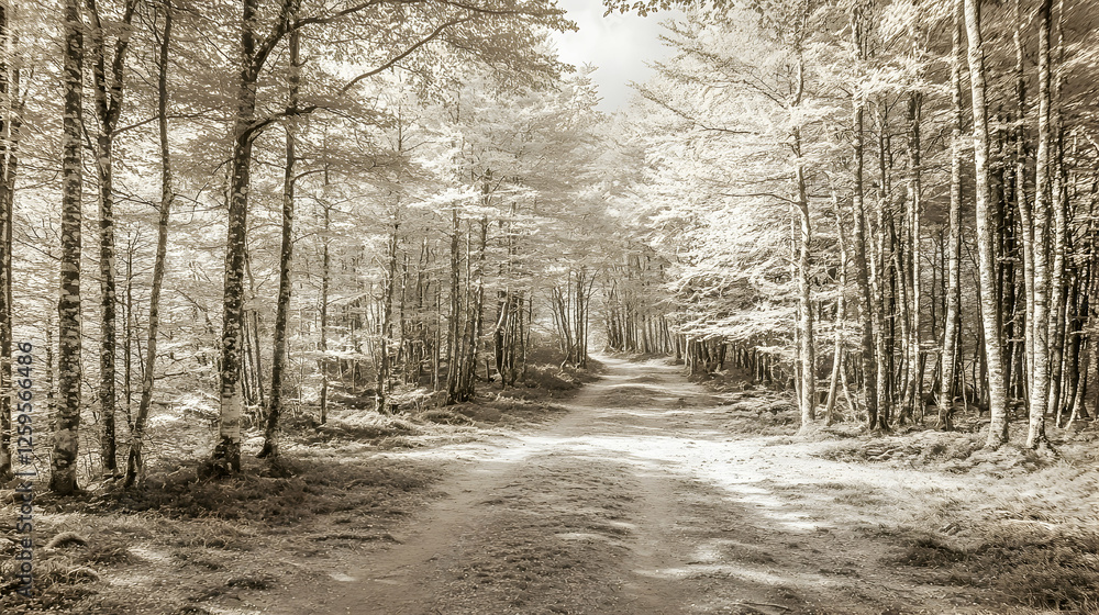 Sepia-toned forest path, sunlight dappling trees, peaceful woodland scene, ideal for nature or travel publications