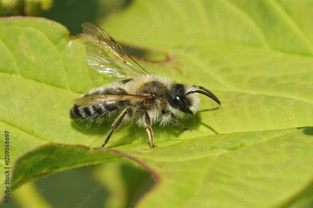 Closeup on a hairy male White-bellied mining bee, Andrena gravida, sitting on a green leaf Closeup on a hairy male White-bellied mining bee, Andrena gravida, sitting on a green leaf