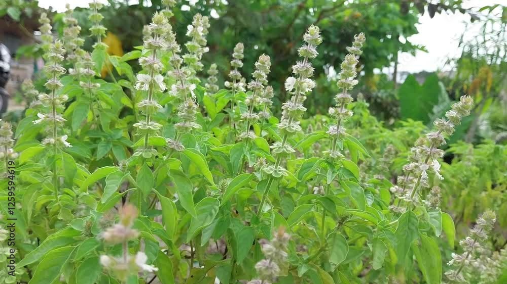 Clove Basil plant (ocimum africanum) is an aromatic herb and grows primarily in the seasonally dry tropical biome Clove Basil plant (ocimum africanum) is an aromatic herb and grows primarily in the seasonally dry tropical biome